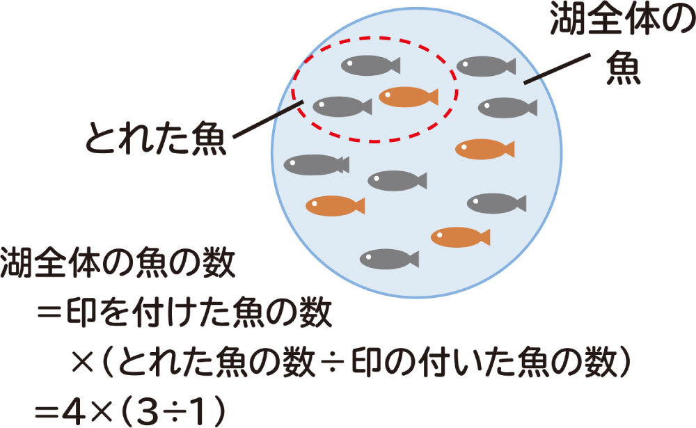 湖の中にいる魚の数：イラスト